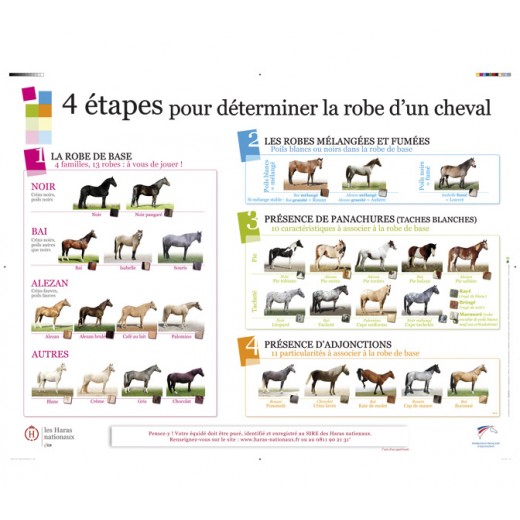 Poster des robes des équidés
